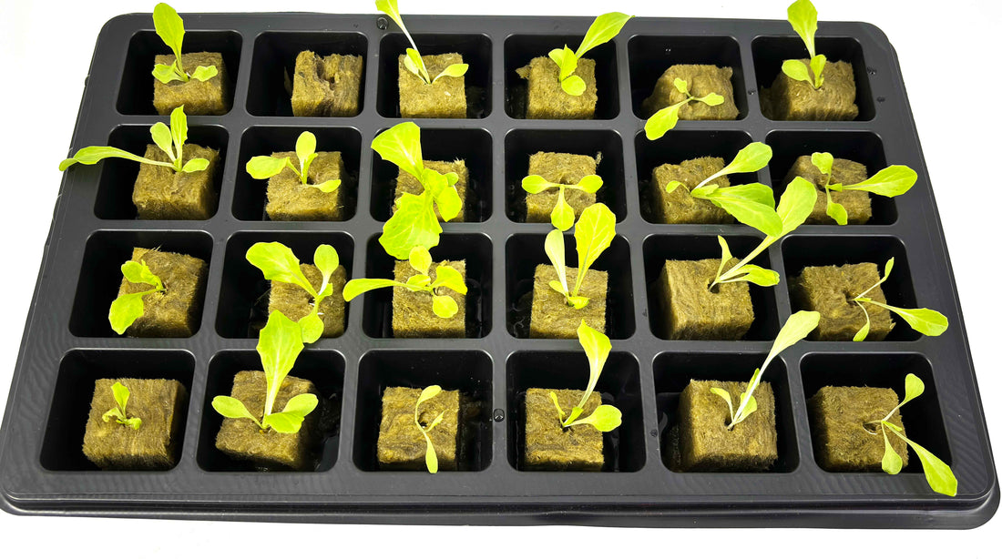 How to Start Seeds for Hydroponic Gardening