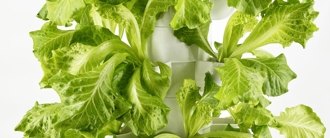 Exploring Different Types of Hydroponic Systems
